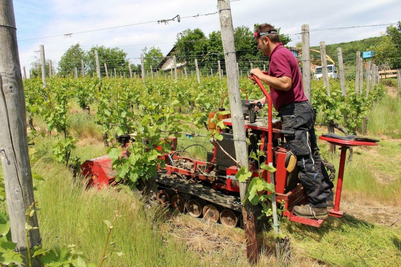 Foersters Weinterrassen Daire Bad Neuenahr-Ahrweiler Dış mekan fotoğraf
